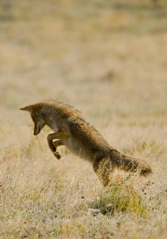 无人,竖图,室外,草原,美景,野生动物,美国,景观,自然,动物,景色,摄影,北美,自然风光,蒙大拿州,丛林狼,美国人,彩图,大平原