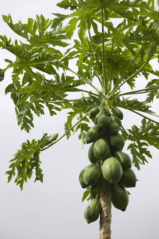 无人,竖图,室外,芒果,瓦努阿图,岛,摄影,大洋洲,法属波利尼西亚,法属玻利尼西亚,南太平洋,彩图