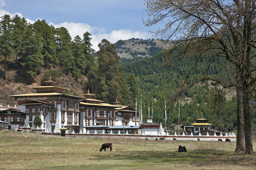 无人,寺庙,横图,室外,白天,森林,山,山脉,牛,不丹,树,摄影,宗教,佛教,宗教建筑,修道院,杉树,彩图
