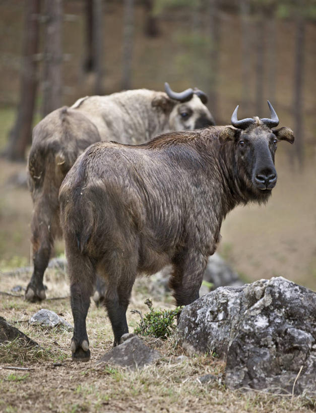 无人,竖图,室外,白天,城市,不丹,亚洲,首都,动物,两只,摄影,物种,喜马拉雅山脉,羚牛,濒危物种,廷布,印度次大陆,彩图,极危物种