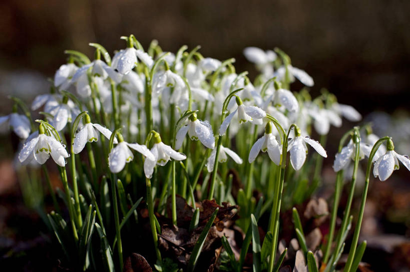 无人,横图,室外,白天,旅游,度假,美景,欧洲,景观,娱乐,花,自然,春天,享受,休闲,景色,放松,摄影,园林,自然风光,雪花莲,彩图