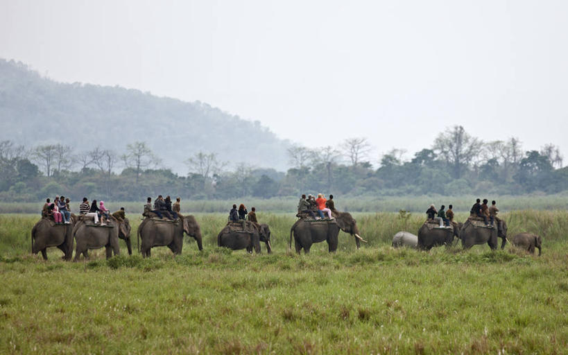 横图,室外,白天,旅游,野生动物,印度,行人,游客,游人,许多人,路人,旅客,刺激,动物,一群人,摄影,国家公园,凶猛,亚洲象,独角犀,独角犀牛,印度犀,印度犀牛,技能,过客,阿萨姆,印度次大陆,残暴,凶残,犀牛,彩图,大独角犀