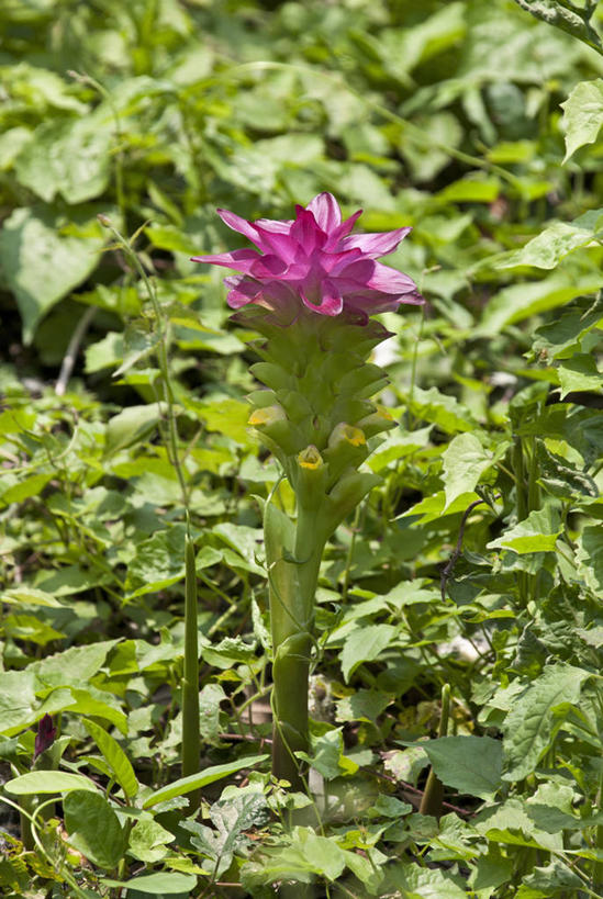 无人,竖图,室外,白天,植物,印度,花,摄影,国家公园,阿萨姆,印度次大陆,彩图