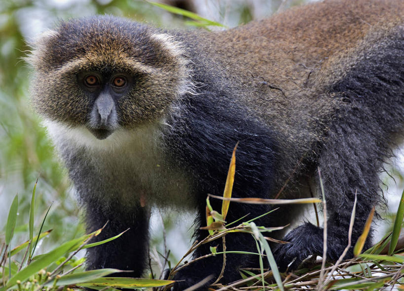 无人,横图,室外,白天,野生动物,猴子,非洲,肯尼亚,摄影,国家公园,非洲文化,灵长目,东非,竹,彩图