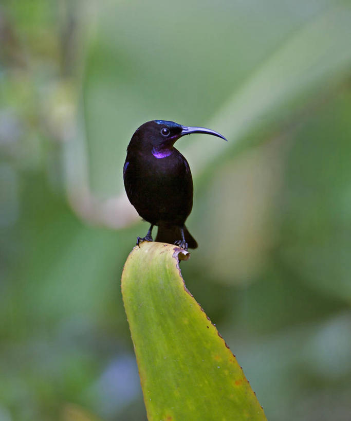 无人,竖图,室外,白天,野生动物,非洲,肯尼亚,鸟类,首都,摄影,栖息,太阳鸟,东非,艾米花蜜鸟,奈洛比,彩图