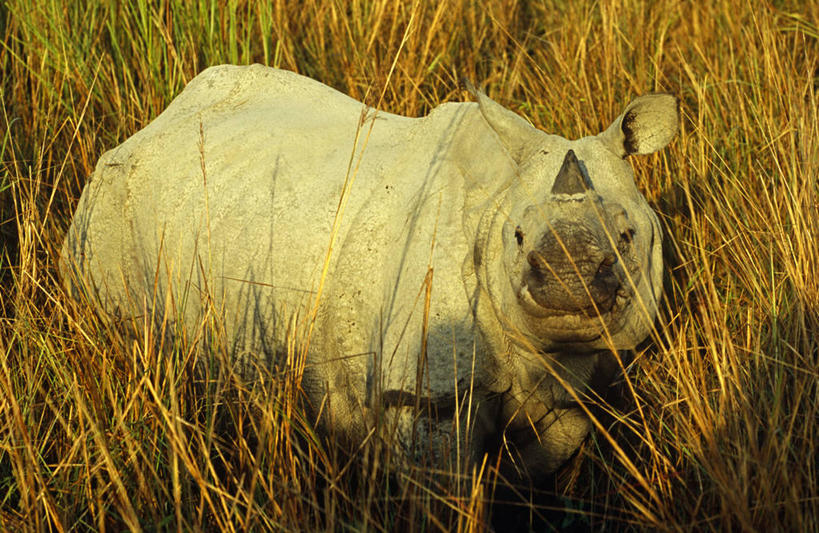 横图,室外,哺乳动物,野生动物,印度,亚洲,动物,摄影,活动,凶猛,独角犀,独角犀牛,印度犀,印度犀牛,阿萨姆,残暴,凶残,犀牛,彩图,旅行,大独角犀,郊野公园
