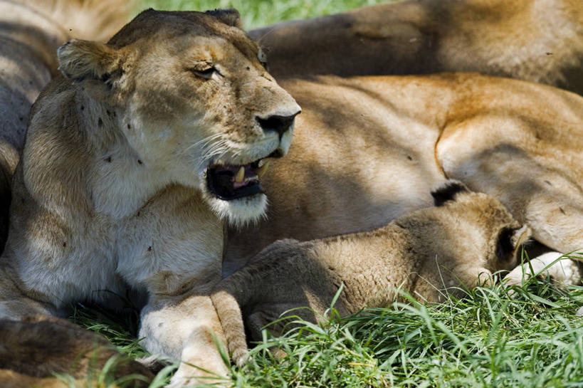 横图,骄傲,哺乳动物,野生动物,狮子,非洲,肯尼亚,雌狮,哺乳,捕食,树荫,热,动物,摄影,关爱,幼兽,凶猛,残暴,凶残,彩图,旅行,马赛马拉国家保护区