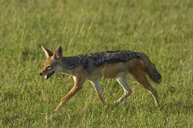 横图,哺乳动物,野生动物,非洲,肯尼亚,捕食,动物,摄影,黑背豺,彩图,旅行,马赛马拉国家保护区
