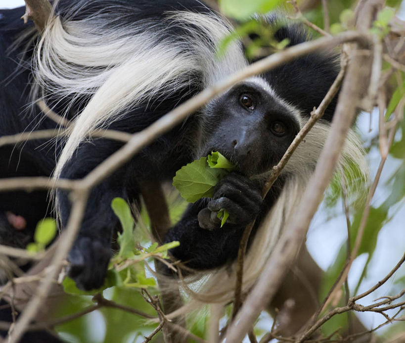 横图,野生动物,猴子,非洲,坦桑尼亚,食品,摄影,叶猴,灵长目,东非,喂养,彩图