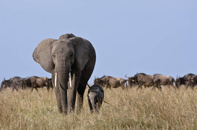横图,野生动物,象牙,非洲,肯尼亚,长牙,非洲象,动物,摄影,非洲大羚,东非,象,彩图,马赛马拉国家保护区