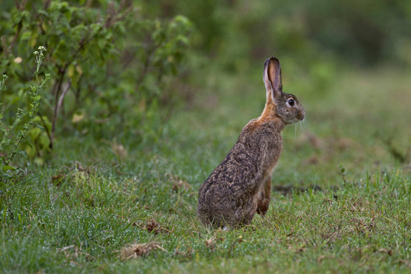 横图,室外,雨,野生动物,非洲,肯尼亚,湿,动物,摄影,野兔,东非,彩图,中央省