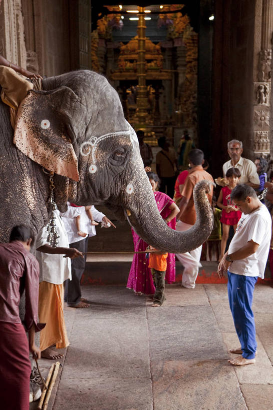 竖图,印度,亚洲,祝福,摄影,宗教,典礼,亚洲象,印度文化,印度教,灵性,泰米尔纳德邦,马杜赖,印度次大陆,象,彩图