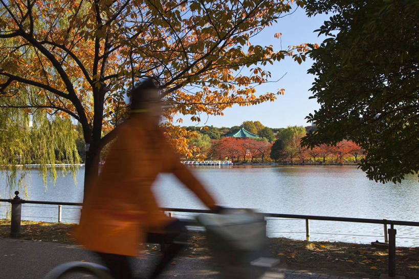 成年人,一个人,公园,横图,室外,白天,运动模糊,自行车,东京,日本,仅一个女性,池塘,首都,车,脚踏车,树,骑,交通工具,骑车,橙色,摄影,载具,秋天,休闲活动,彩图,旅行,上野公园,巷