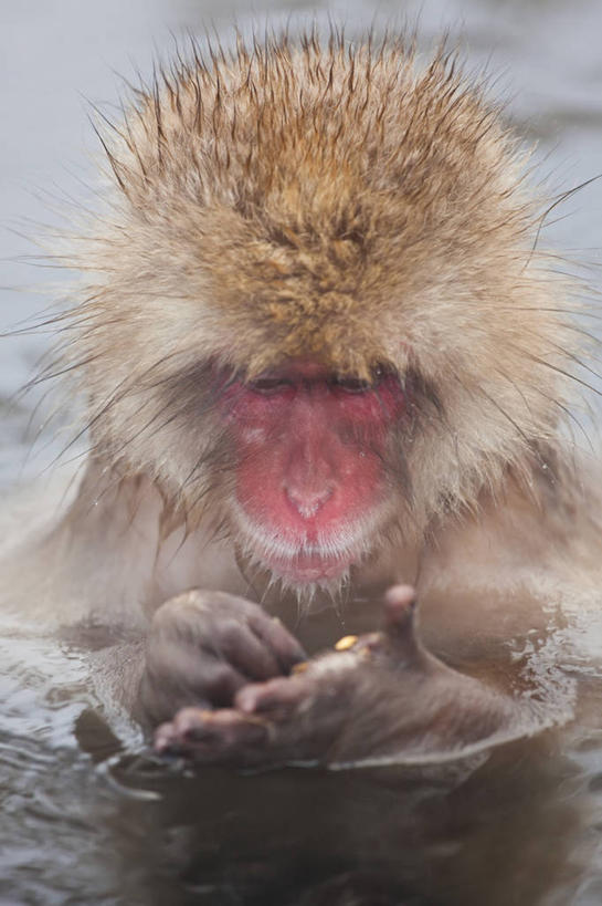 脸,头,脸颊,无人,竖图,室外,白天,水,野生动物,猴子,日本,注视,肩膀,观察,看,摄影,观看,察看,关注,猕猴,日本猕猴,本州,头部,脸部,脸蛋,面部,彩图,旅行