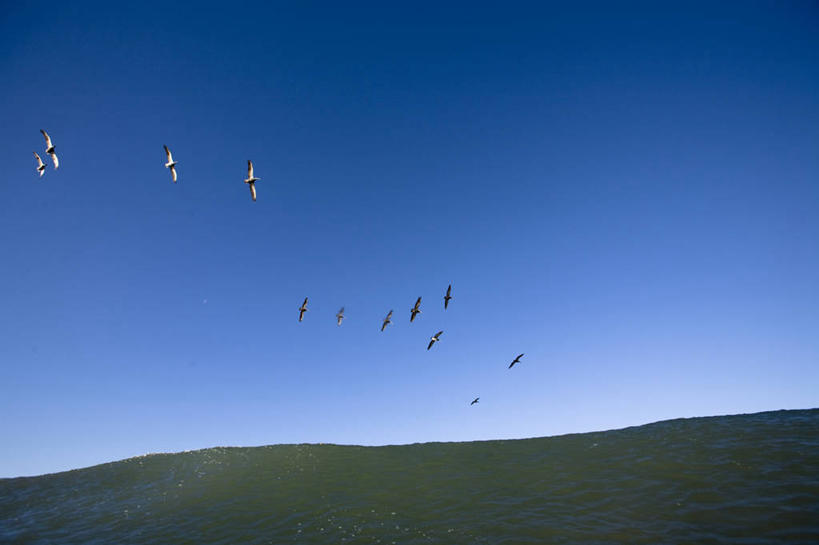 无人,横图,室外,白天,自由,海洋,水,美国,一群,许多,鸟类,很多,半空,飞,天空,动物,波浪,摄影,加利福尼亚,鹈鹕,美洲白鹈鹕,彩图