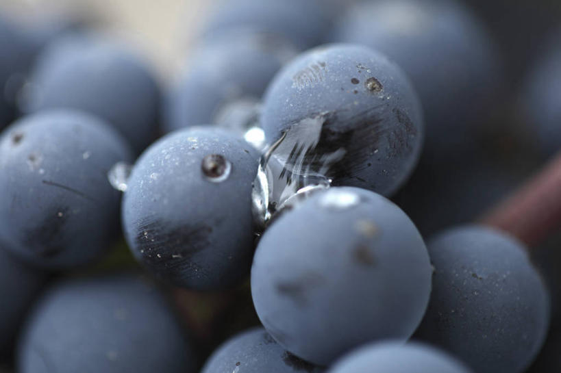 无人,横图,室外,特写,白天,葡萄,水果,法国,欧洲,饮食,摄影,生长,清新,波尔多,彩图,对焦