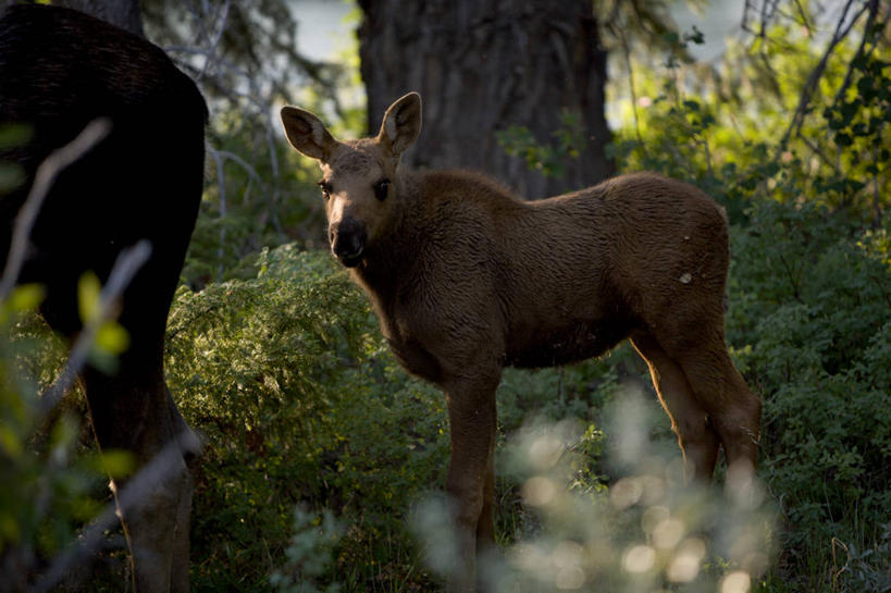 无人,横图,室外,白天,森林,野生动物,美国,动物,两只,摄影,部分,驼鹿,怀俄明,蛇河,开端,杰克逊霍尔,彩图,对焦
