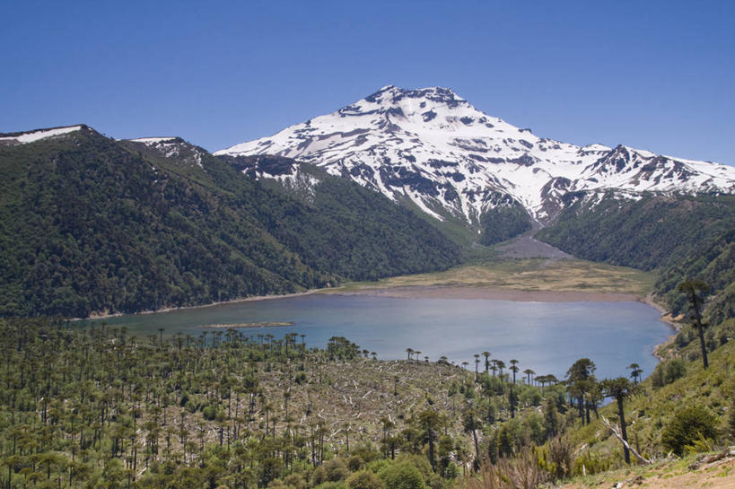 无人,横图,室外,白天,湖,火山,森林,山,水,雪,雪山,松树,智利,地形,山顶,山谷,树,风景,摄影,杉树,坚定,万里无云,长寿,贞洁,安地斯山脉,彩图,对焦