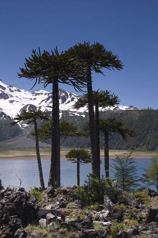 无人,竖图,室外,白天,湖,火山,美景,水,雪,松树,智利,地形,景观,树,风景,自然,景色,南美,摄影,自然风光,杉树,坚定,长寿,贞洁,安地斯山脉,彩图,对焦