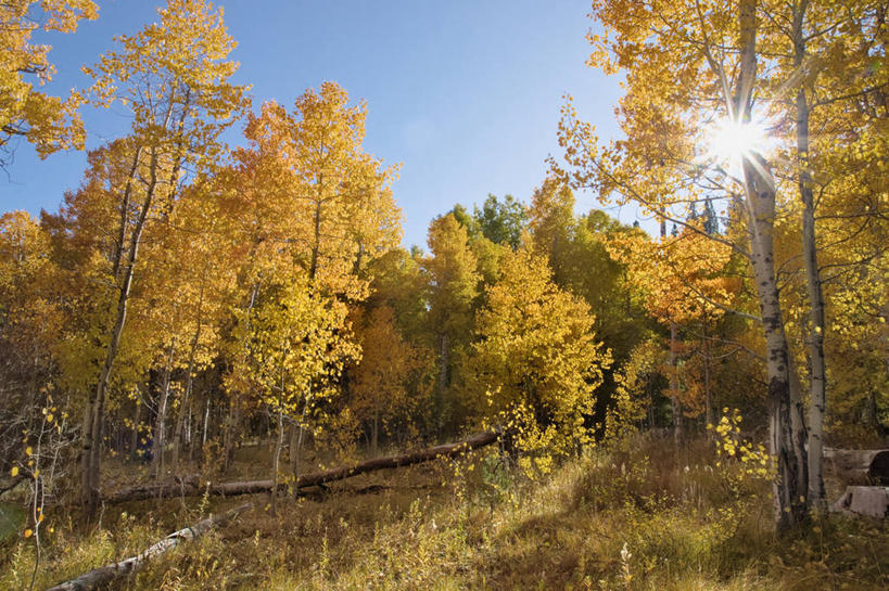 无人,横图,彩色,室外,白天,镜头眩光,森林,美国,地形,树,风景,摄影,五颜六色,色彩斑斓,白杨树,加利福尼亚,五彩缤纷,白杨,五彩斑斓,大叶杨,五光十色,秋天,彩图,颤杨,冲天杨,响杨,对焦