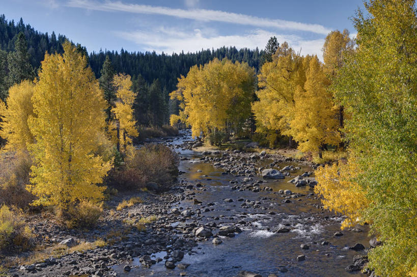 无人,横图,彩色,室外,白天,河流,森林,水,植物,美国,地形,树,树木,绿色,风景,自然,摄影,生长,成长,五颜六色,色彩斑斓,加利福尼亚,五彩缤纷,五彩斑斓,五光十色,彩图,对焦,塔基