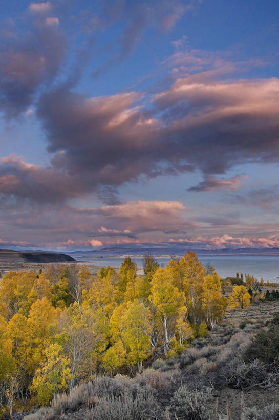 无人,竖图,彩色,室外,留白,湖,美景,日落,森林,水,美国,地形,景观,晚霞,霞光,落日,树,风景,自然,黄昏,景色,彩霞,摄影,五颜六色,色彩斑斓,白杨树,北美,北美洲,加利福尼亚,自然风光,美洲,五彩缤纷,白杨,加州,加利福尼亚州,金州,黄金州,北亚美利加洲,亚美利加洲,五彩斑斓,大叶杨,夕照,薄暮,蒙罗湖,五光十色,莫诺县,秋天,夕阳,彩图,傍晚,颤杨,冲天杨,响杨,美利坚合众国,斜阳,对焦