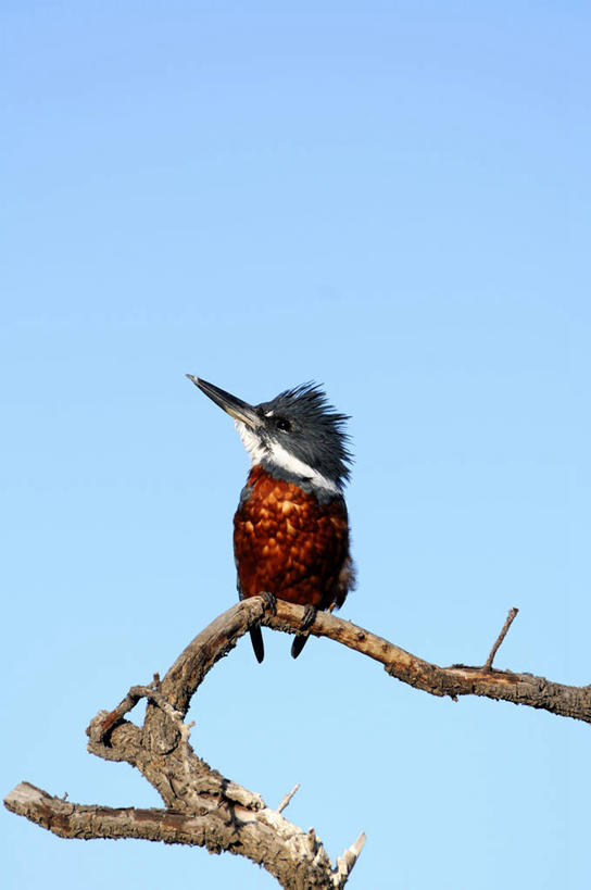 无人,竖图,彩色,室外,白天,留白,翠鸟,野生动物,阿根廷,枝,动物,摄影,栖息,五颜六色,色彩斑斓,五彩缤纷,机敏,五彩斑斓,五光十色,彩图