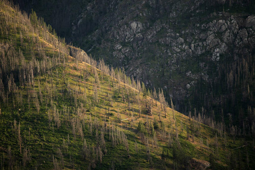 无人,横图,室外,白天,留白,森林,山,松树,美国,环保,地形,树,风景,摄影,能源,回收,资源,问题,毁灭,利用,低碳,循环,华盛顿州,奇兰县,持续,彩图,对焦