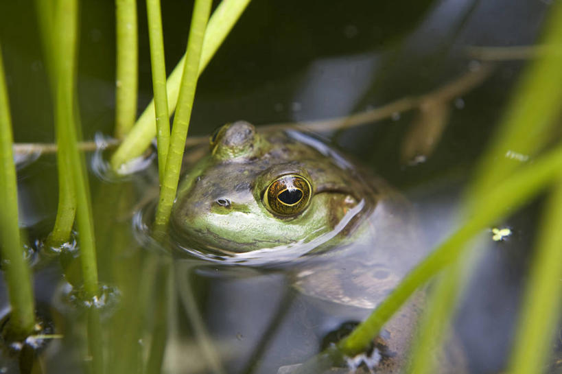 无人,横图,俯视,室外,白天,水,芦苇,青蛙,野生动物,美国,牛蛙,动物,摄影,沼泽,肖像,机敏,马萨诸塞,勉强,彩图,高角度拍摄,对焦