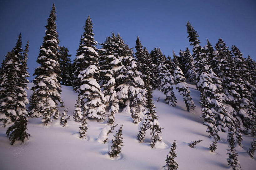 无人,公园,横图,室外,仰视,日落,森林,雪,华盛顿,美国,冬天,树,风景,黄昏,寒冷,摄影,北美,北美洲,国家公园,美洲,华盛顿州,雷尼尔山国家公园,瑞尼尔山国家公园,常绿之州,常青州,北亚美利加洲,亚美利加洲,彩图,低角度拍摄,旅行,皮尔斯县,对焦