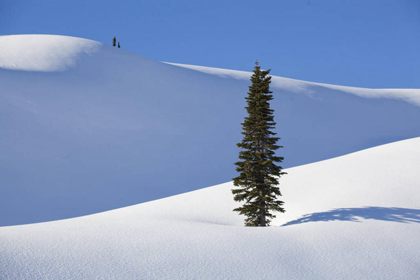 无人,公园,横图,室外,白天,留白,山,雪,华盛顿,美国,冬天,树,风景,寒冷,摄影,北美,北美洲,国家公园,美洲,华盛顿州,雷尼尔山国家公园,瑞尼尔山国家公园,常绿之州,常青州,北亚美利加洲,亚美利加洲,彩图,旅行,皮尔斯县,对焦