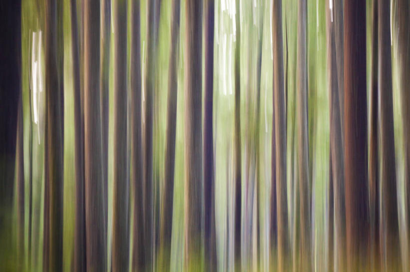 无人,公园,横图,室外,白天,抽象,运动模糊,森林,华盛顿,美国,条纹,树,摄影,北美,北美洲,国家公园,美洲,华盛顿州,奥林匹克国家公园,常绿之州,常青州,北亚美利加洲,亚美利加洲,奥林匹克半岛,奥林匹克山脉,彩图,旅行,美利坚合众国,对焦