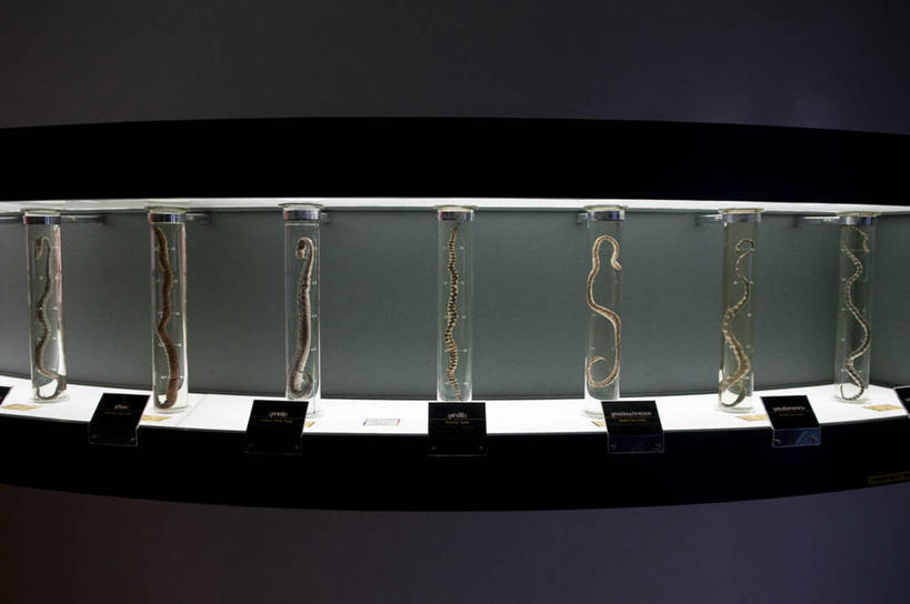 无人,博物馆,横图,室内,曼谷,泰国,一排,整齐,蛇,试管,首都,排列,摄影,多样,照亮,队列,出示,反差,彩图,对焦