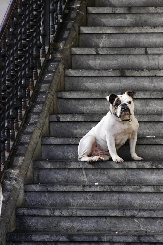 冲浪,无人,竖图,室外,白天,留白,楼梯,宠物,狗,西班牙,欧洲,斗牛犬,台阶,动物,休息,家畜,摄影,肖像,铁艺,机敏,彩图,对焦
