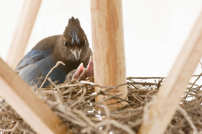 无人,横图,室外,白天,野生动物,美国,三只,鸟类,鸟巢,小鸟,动物,摄影,关爱,内华达州,太浩湖,机敏,开端,彩图,对焦,动物行为