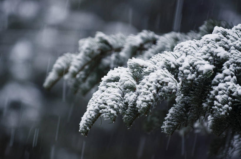 无人,横图,室外,特写,白天,松树,美国,冬天,下雪,枝,自然,摄影,内华达州,彩图