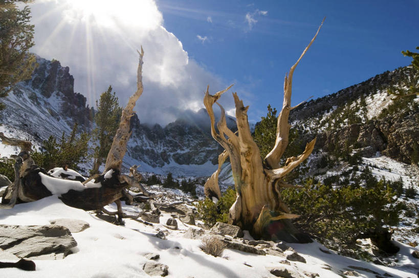 无人,横图,室外,白天,沙漠,雪,美国,沮丧,地形,云,树,风景,自然,摄影,宁静,内华达州,大盆地国家公园,狐尾松,彩图