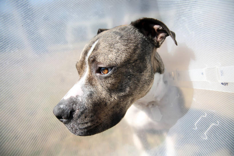 无人,横图,室外,特写,白天,宠物,狗,美国,塑胶,家畜,摄影,头像,保护,北美,北美洲,美洲,恢复,北卡罗来纳州,北亚美利加洲,亚美利加洲,北卡罗来纳,焦油脚根之州,黑油鞋根之州,老北州,彩图,美利坚合众国