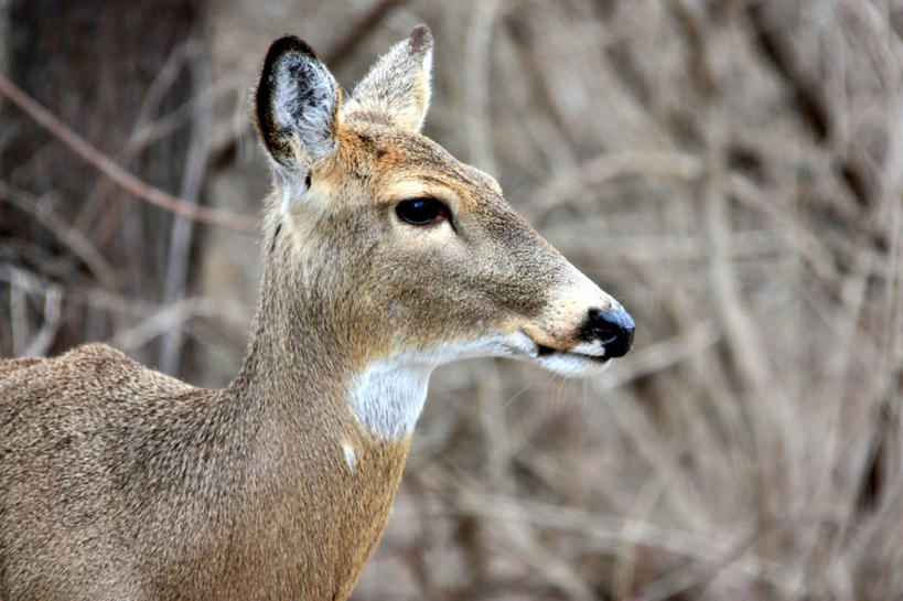 无人,横图,室外,特写,白天,鹿,野生动物,纽约,美国,摄影,纽约州,州立公园,彩图