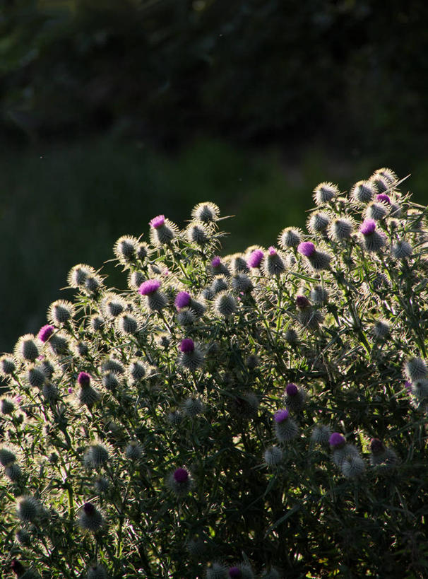 无人,竖图,室外,特写,白天,日光,英国,雏菊,花,自然,蓟,摄影,脆弱,清新,逆光,坎布里亚,彩图