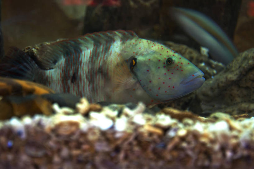 游泳,无人,横图,室内,特写,埃及,光线,光芒,鱼类,水族馆,蓝色,摄影,中东,彩图