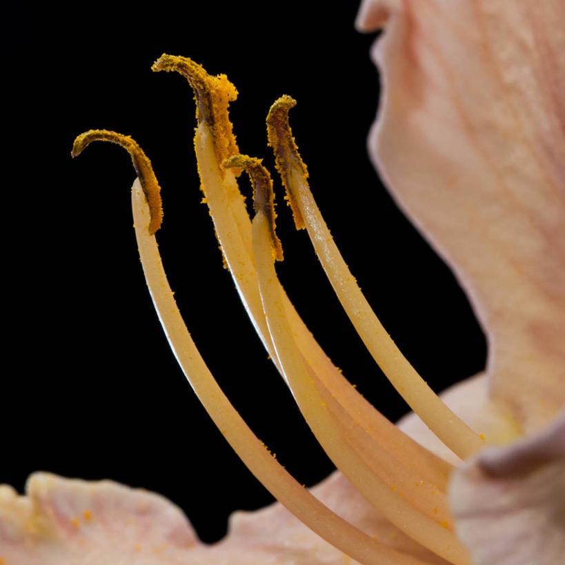 无人,方图,特写,萱草,英国,黑色背景,盛开,花蕾,花,花瓣,花朵,鲜花,一朵,花苞,花蕊,摄影,脆弱,雄蕊,清新,彩图,影棚拍摄