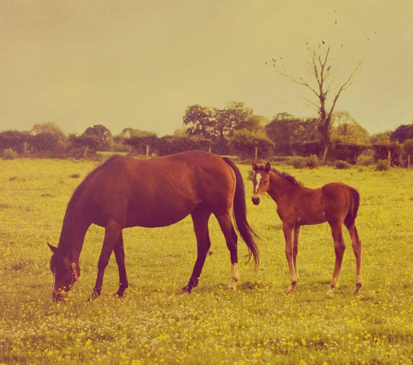 无人,横图,室外,白天,侧面,美景,植物,马,野生动物,爱尔兰,景观,田地,毛茛,草药,药草,中药,雏菊,天空,自然,动物,两只,家畜,景色,运输,摄影,牲畜,自然风光,药材,中草药,驹,中药材,本草,老虎脚爪草,鱼疔草,彩图
