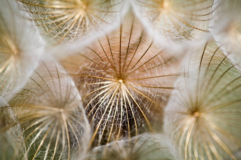 无人,横图,室外,特写,白天,爱情,蒲公英,美国,种子,花,摄影,生长,北美,北美洲,脆弱,美洲,北亚美利加洲,亚美利加洲,开朗,密歇根,密歇根州,貂熊州,狼獾之州,狼獾州,蒲公草,尿床草,黄花地丁,彩图,美利坚合众国