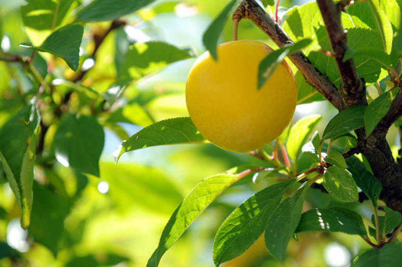 无人,横图,室外,白天,李子,水果,叶子,日光,意大利,枝,饮食,黄色,自然,摄影,生长,清新,健康食物,彩图