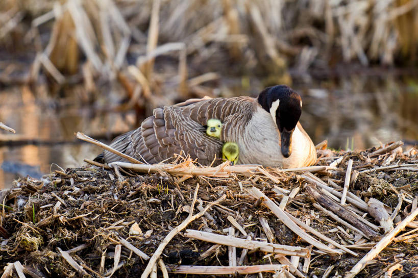 无人,横图,室外,白天,鹅,野生动物,加拿大,三只,鸟类,动物,摄影,保护,加拿大黑雁,睡觉,彩图