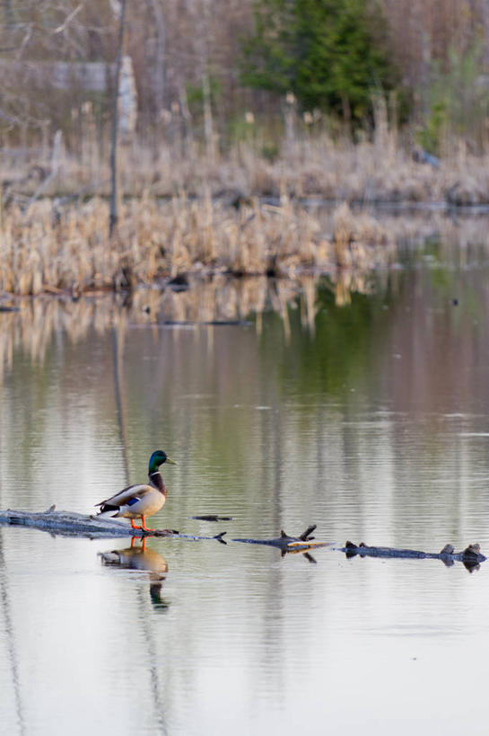 无人,站,竖图,室外,白天,湖,野生动物,加拿大,反射,鸭子,树,自然,摄影,沼泽,圆木,彩图