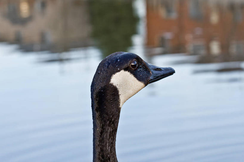 无人,横图,室外,特写,白天,鹅,野生动物,加拿大,反射,鸟类,池塘,摄影,加拿大黑雁,彩图,好奇心