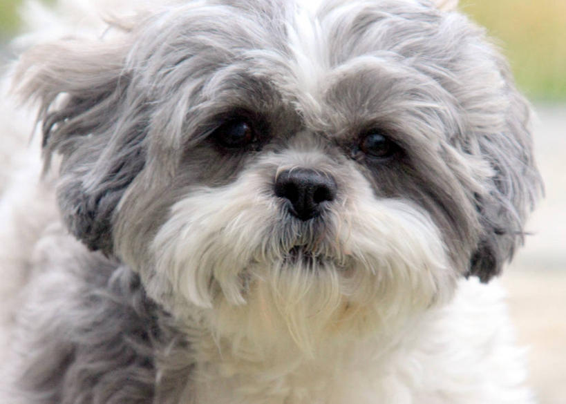 无人,横图,室外,特写,白天,正面,宠物,狗,美国,小的,小狗,动物,家畜,摄影,肖像,伊利诺斯州,芝加哥市,彩图,哈叭狗