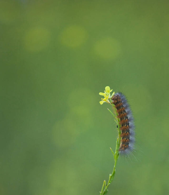 无人,竖图,室外,特写,白天,野生动物,美国,昆虫,枝,花,摄影,脆弱,加利福尼亚,毛虫,彩图